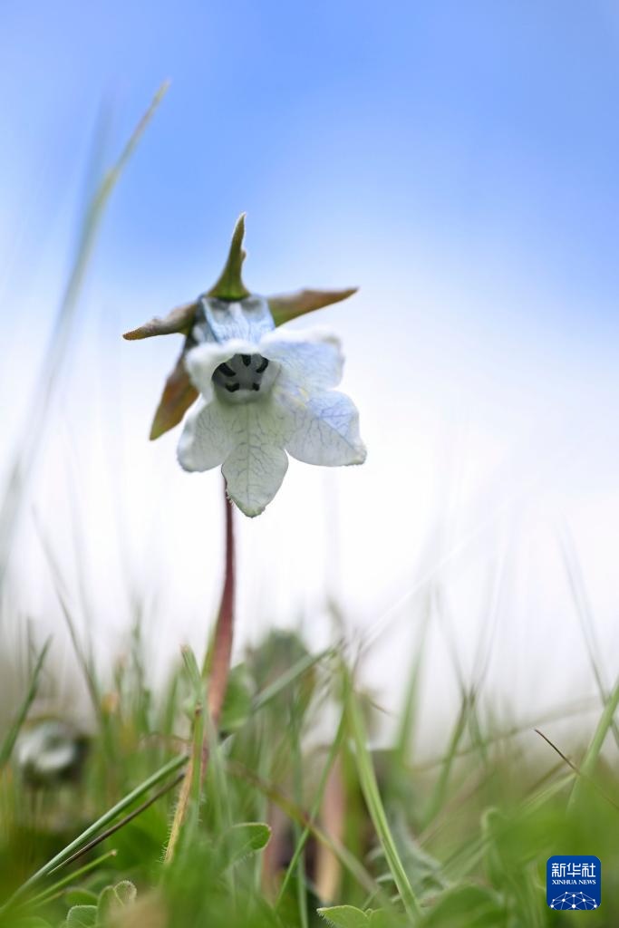 云南：探访云南丰富多样的高山花卉