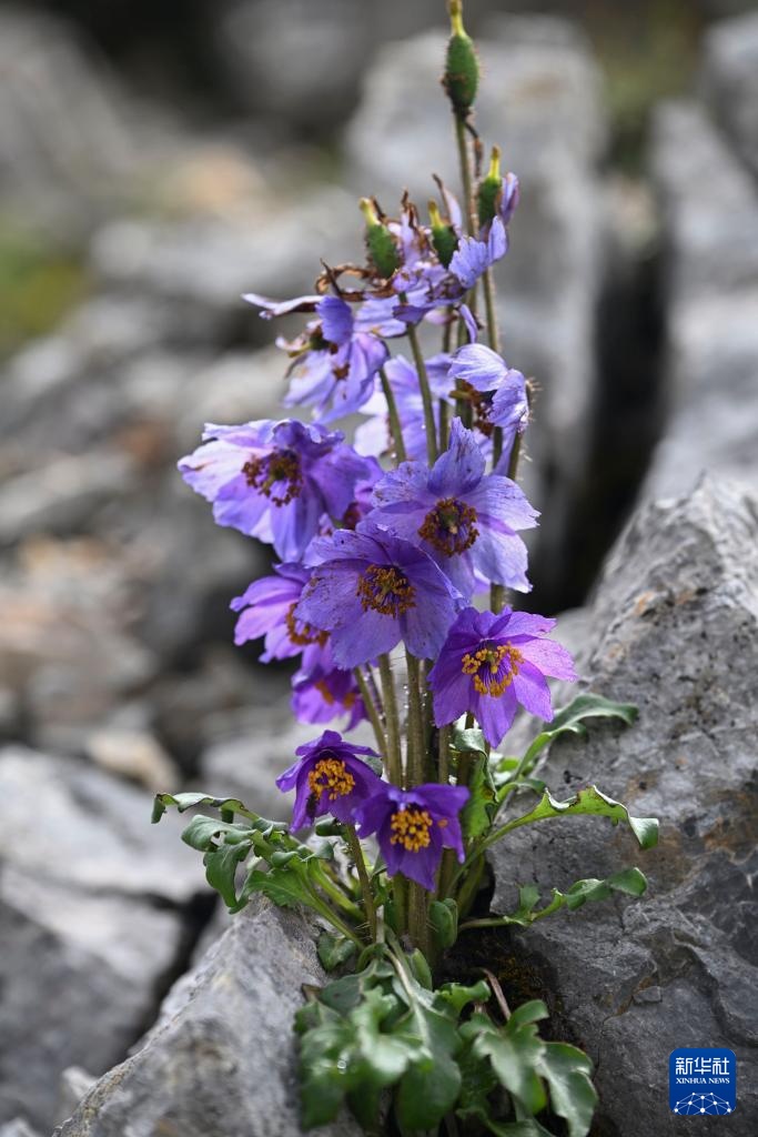 云南：探访云南丰富多样的高山花卉