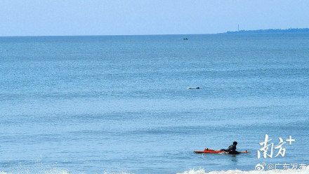 湛江海域现中华白海豚母子同游