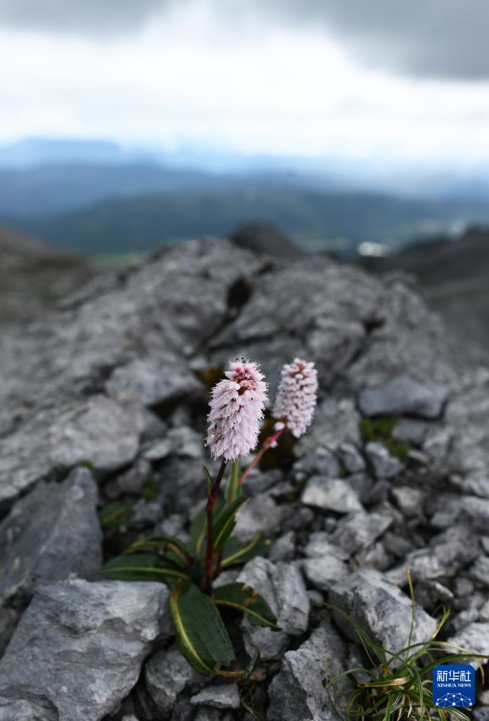 云南：探访云南丰富多样的高山花卉