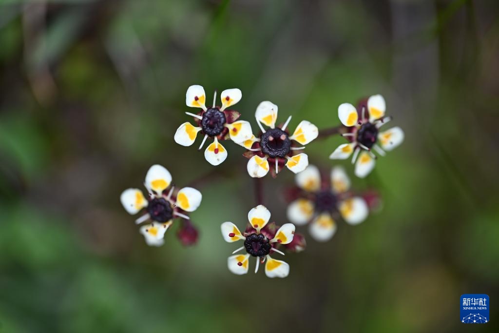云南：探访云南丰富多样的高山花卉