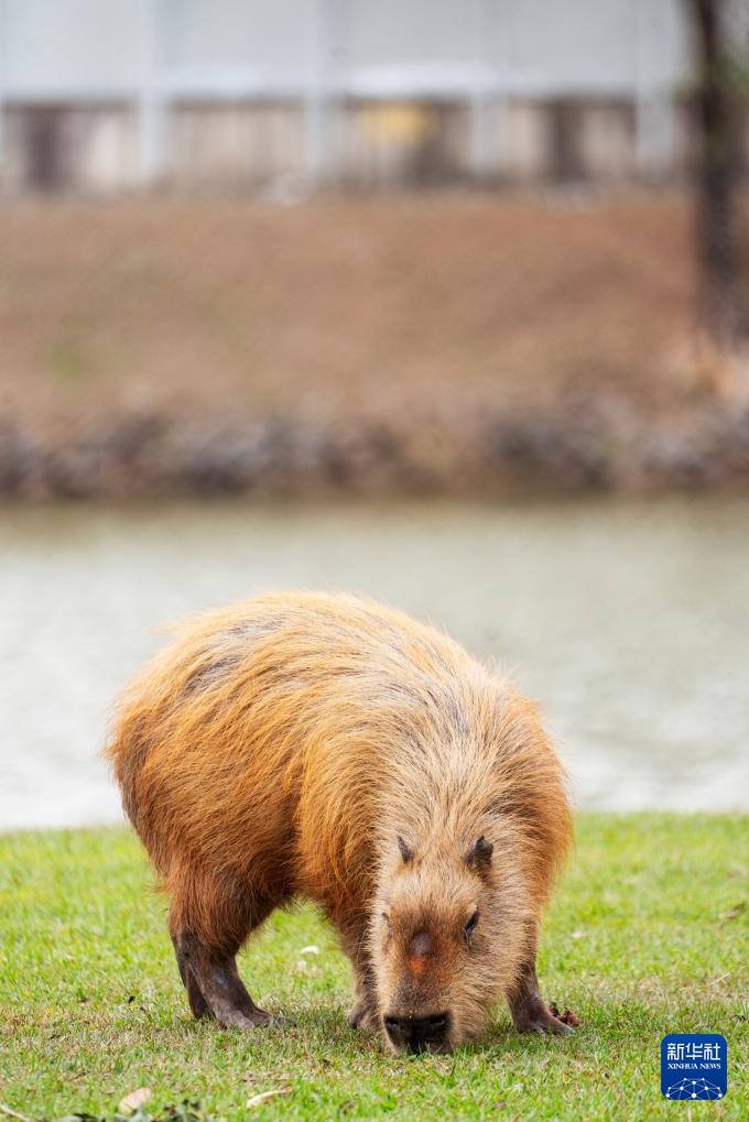 “卡皮巴拉”的巴西慢生活