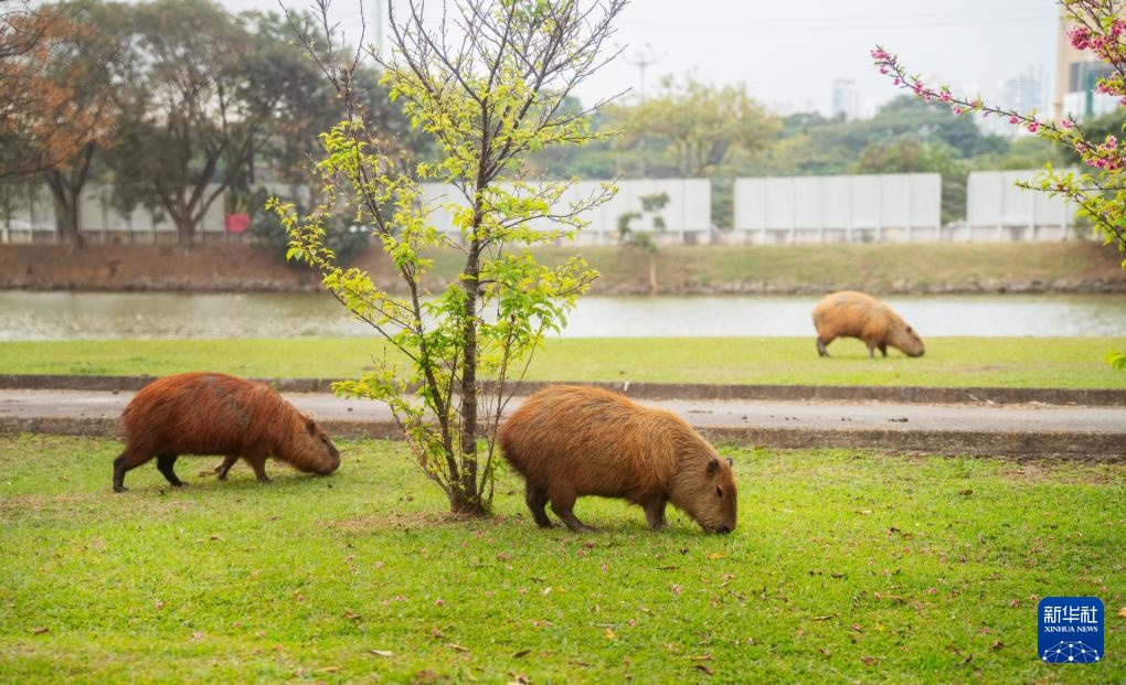 “卡皮巴拉”的巴西慢生活