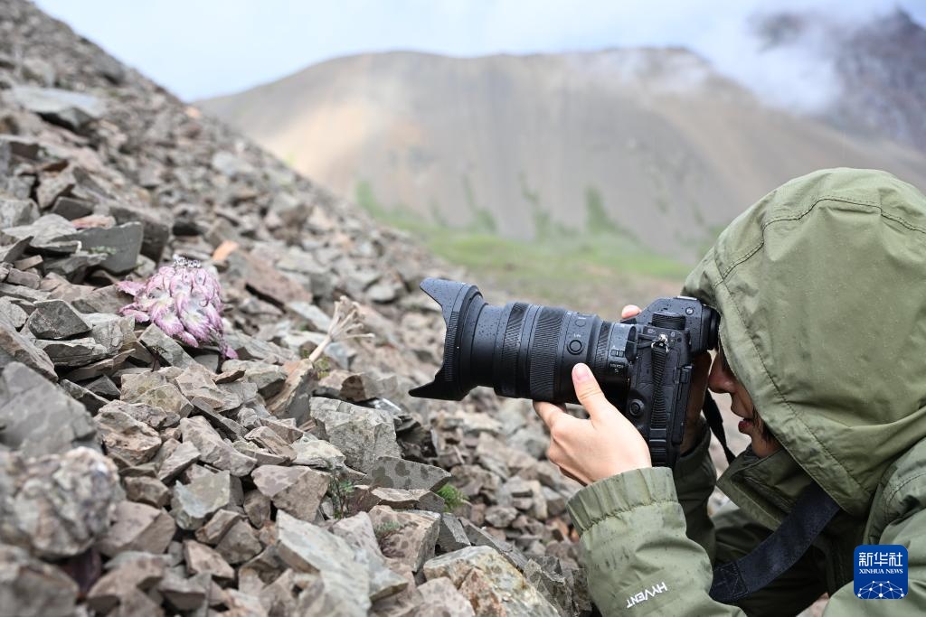 云南：探访云南丰富多样的高山花卉