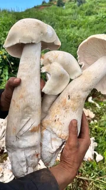 吃不完了！云南男子捡菌捡到巨大口蘑，有半米多高……