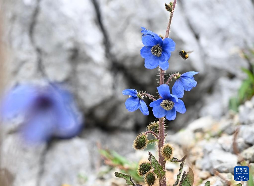 云南：探访云南丰富多样的高山花卉