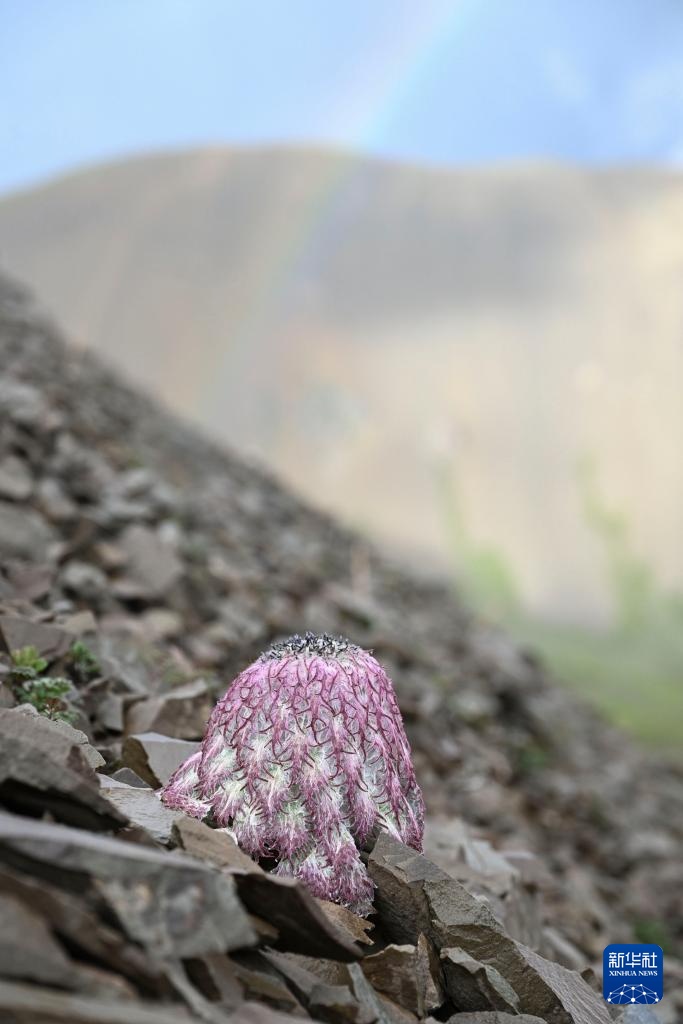 云南：探访云南丰富多样的高山花卉