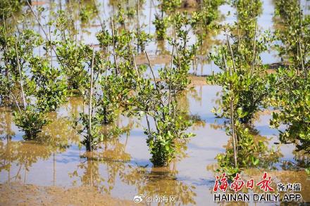 海口三江红树林增加1600亩