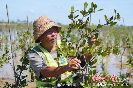 海口三江红树林增加1600亩