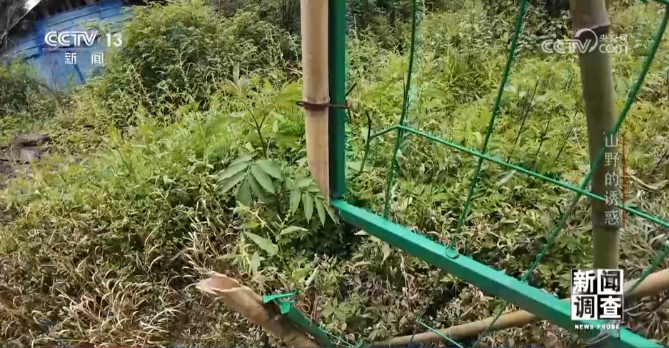 户外探险事故频发,如何规范管理“越界”行为? 户外探险事故频发,如何规范管理“越界”行为?