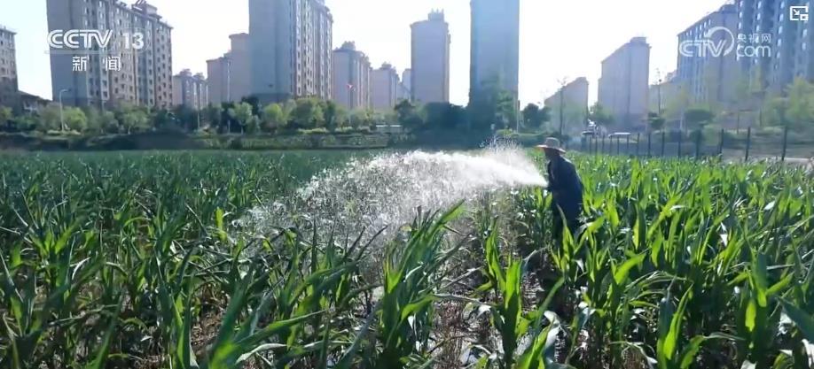 科学抗旱保秋粮：田间管理全面升级 精准施策力保稳产增收