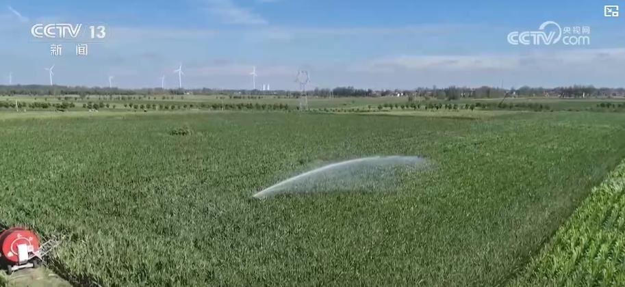 科学抗旱保秋粮：田间管理全面升级 精准施策力保稳产增收