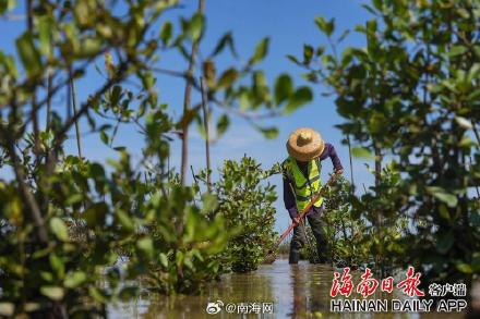 海口三江红树林增加1600亩