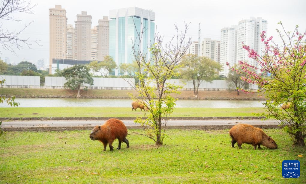 “卡皮巴拉”的巴西慢生活
