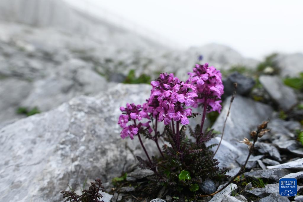 云南：探访云南丰富多样的高山花卉