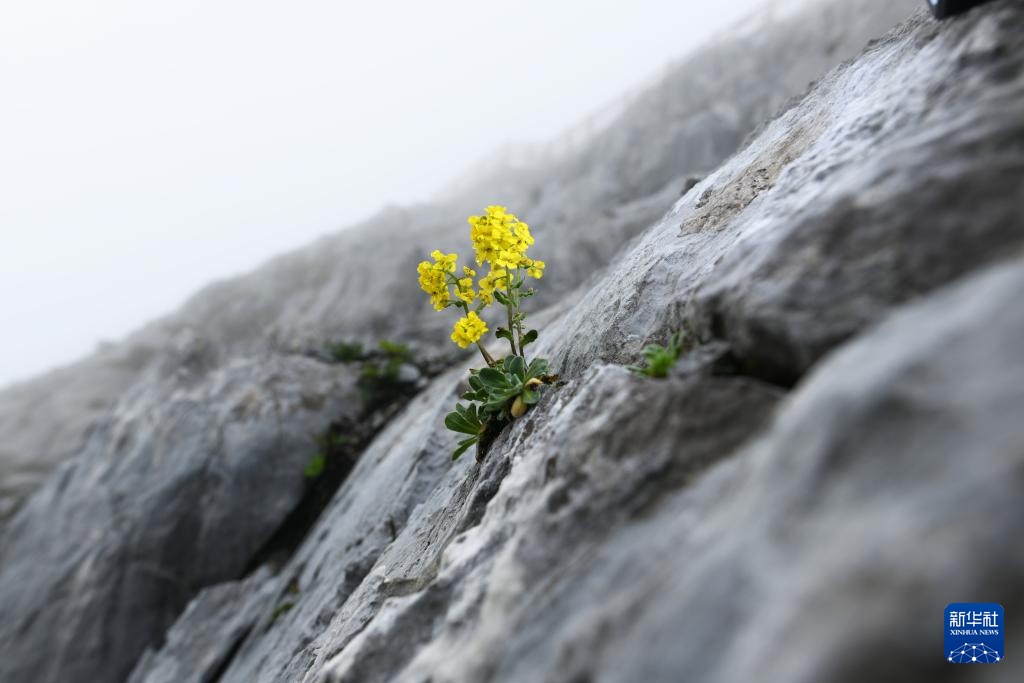 云南：探访云南丰富多样的高山花卉