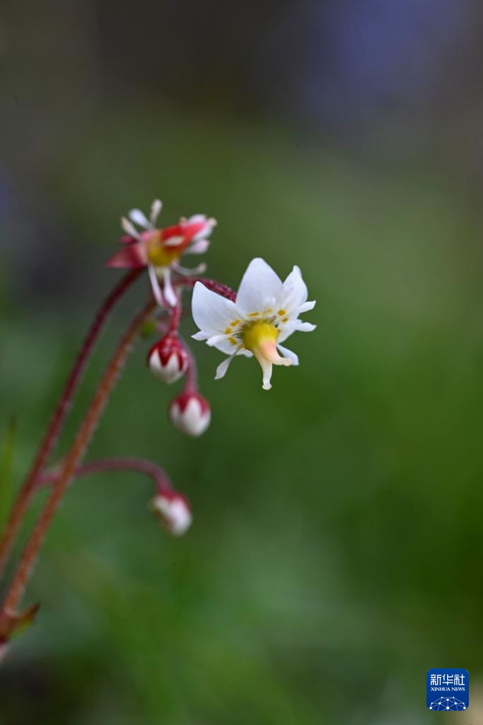 云南：探访云南丰富多样的高山花卉