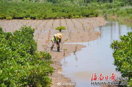 海口三江红树林增加1600亩
