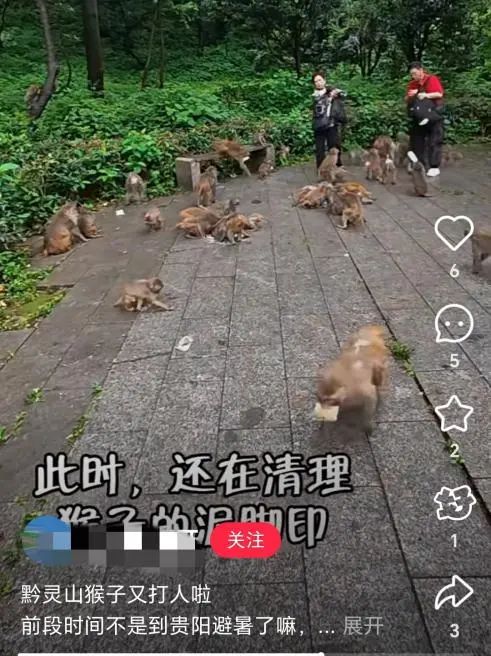 女生拿西瓜喂猴被猴子飞踹一脚，黔灵山回应：野生猕猴容易伤人