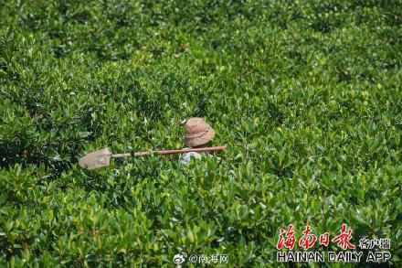 海口三江红树林增加1600亩
