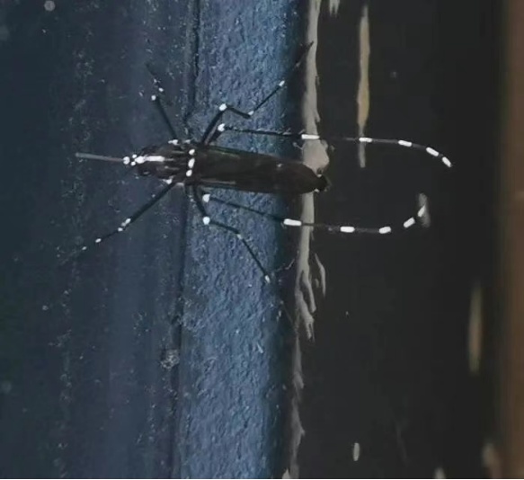 广东蚊子会飞河南吗?河南高温直冲40℃,本地蚊媒密度超风险值! 广东蚊子会飞河南吗?河南高温直冲40℃,本地蚊媒密度超风险值!