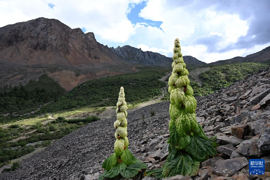 云南：探访云南丰富多样的高山花卉