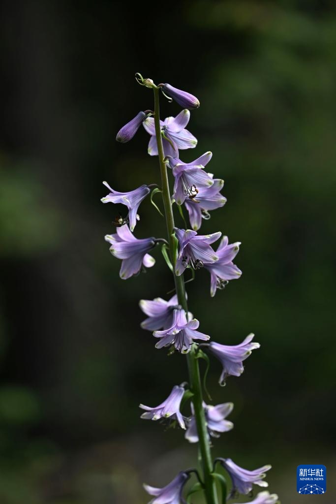 云南：探访云南丰富多样的高山花卉