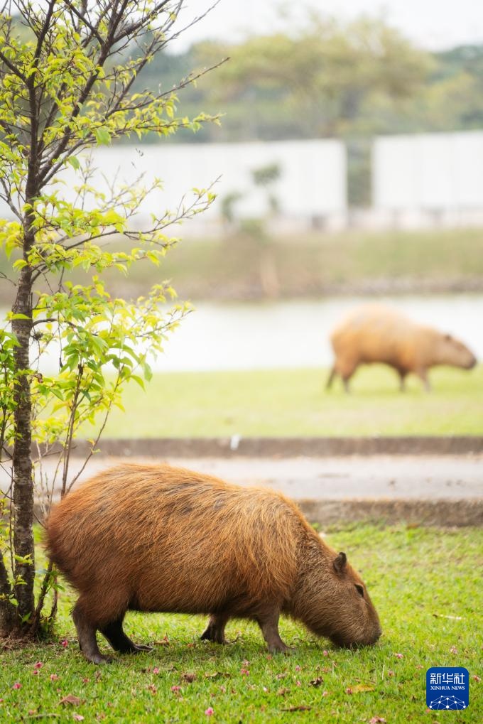 “卡皮巴拉”的巴西慢生活