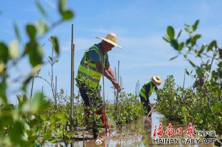 海口三江红树林增加1600亩