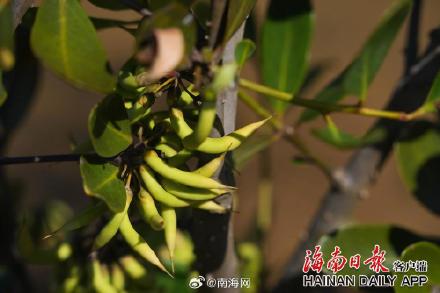 海口三江红树林增加1600亩