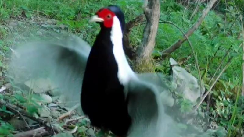 江西庐山:红外相机记录白鹇防御黄鼬趣味影像 江西庐山:红外相机记录白鹇防御黄鼬趣味影像