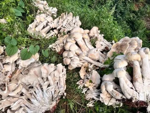 吃不完了！云南男子捡菌捡到巨大口蘑，有半米多高……