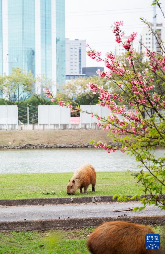 “卡皮巴拉”的巴西慢生活