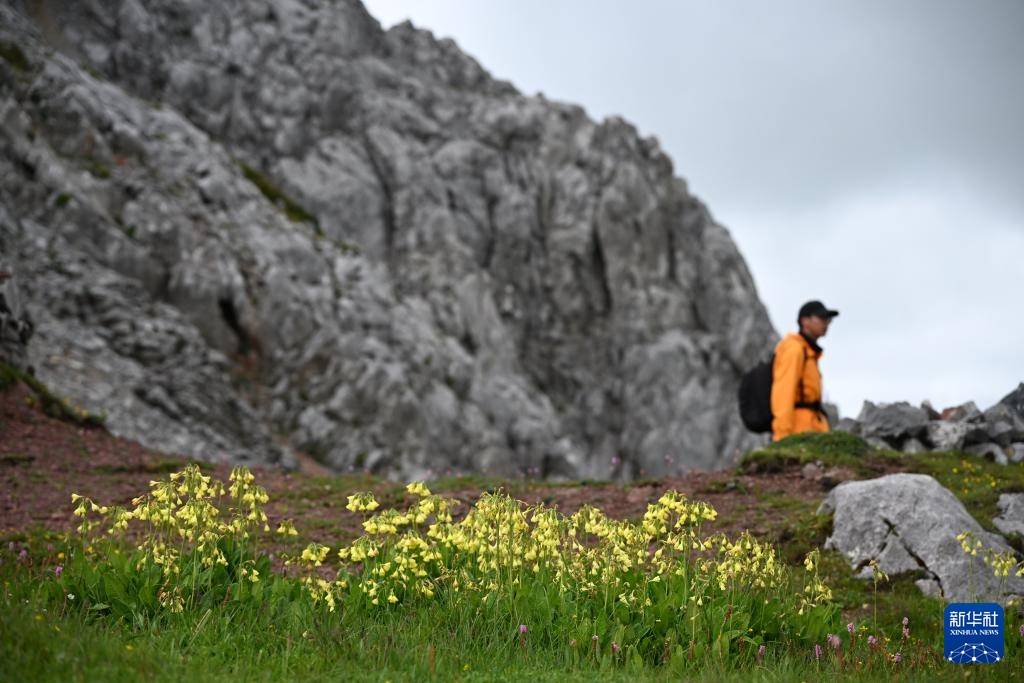云南：探访云南丰富多样的高山花卉