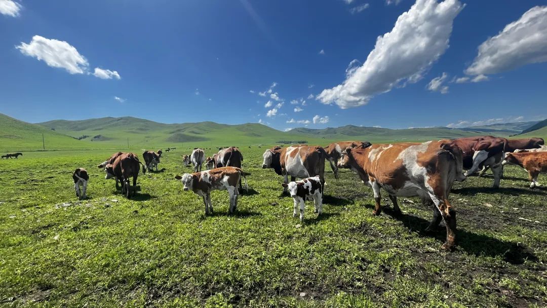 休牧，增收，两不误！