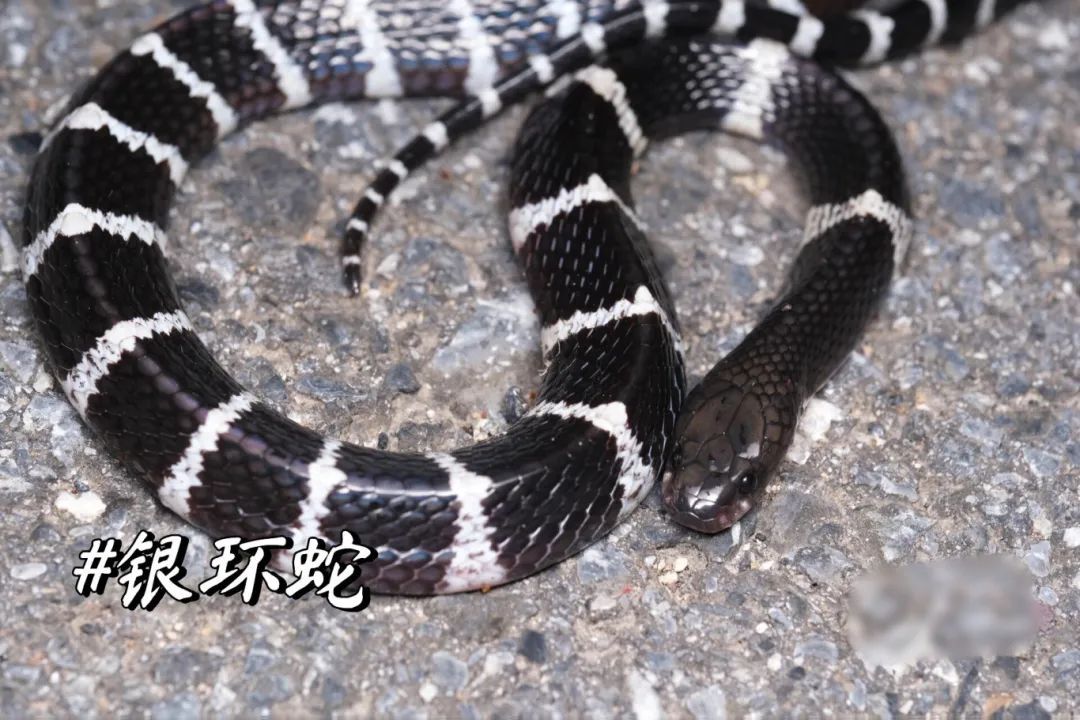 真后怕！剧毒银环蛇藏匿梳妆台，吐蛇信“拒捕”