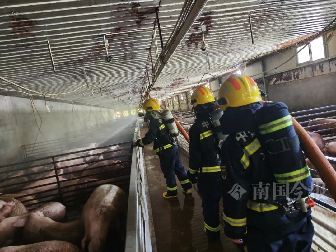 广西一养猪场猪粪发酵毒气弥漫，5小时后上千头“二师兄”......