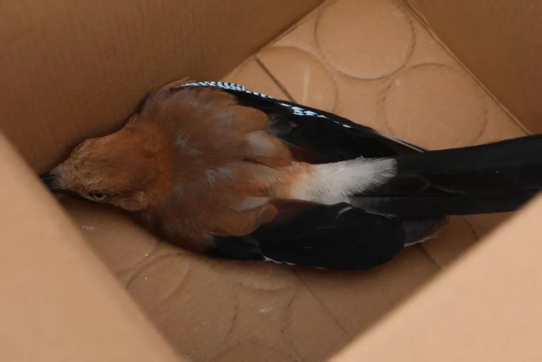 落难“萌”禽接连出没!警民携手暖心救助 落难“萌”禽接连出没!警民携手暖心救助