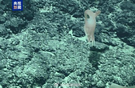 我国发现罕见深海章鱼新物种