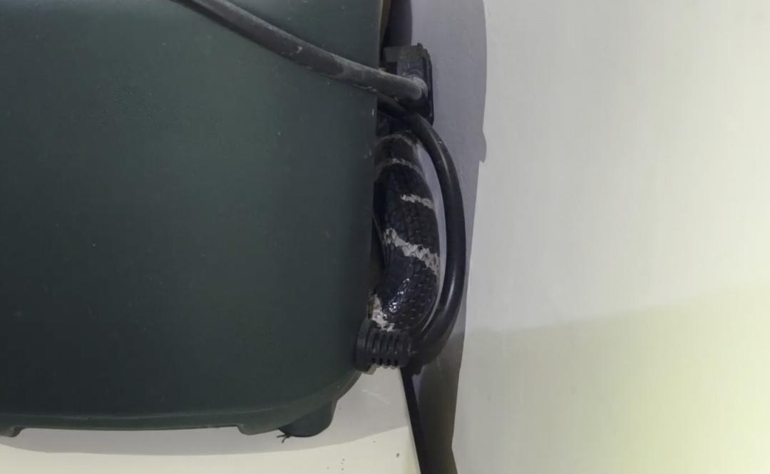 真后怕！剧毒银环蛇藏匿梳妆台，吐蛇信“拒捕”