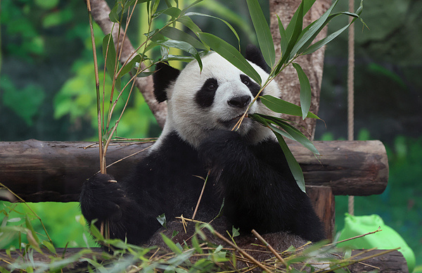 为“喀秋莎”的父母庆生 莫斯科动物园将启动年度“熊猫周” 为“喀秋莎”的父母庆生 莫斯科动物园将启动年度“熊猫周”