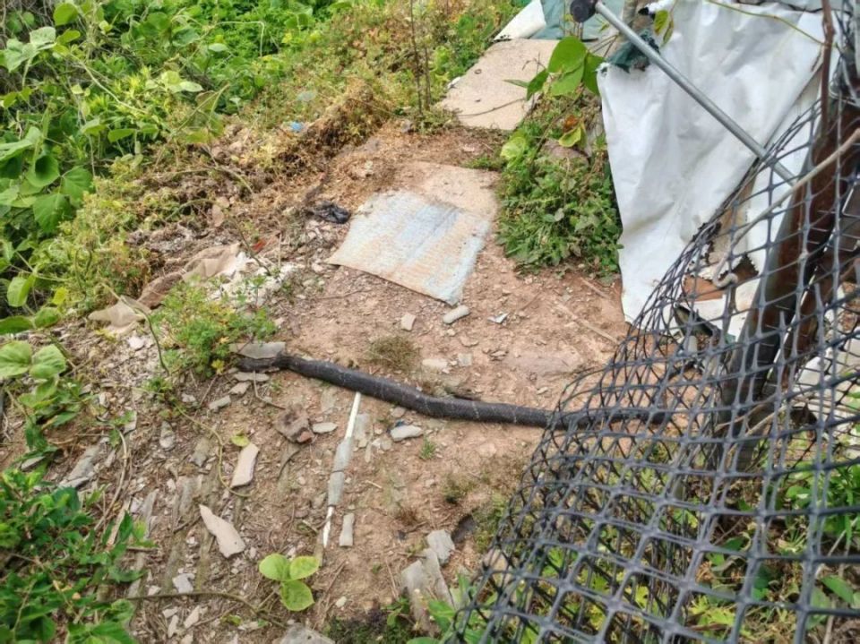 剧毒！杭州男子菜地里一回瞥，差点吓懵：1.5米，手臂般粗！汗毛直立