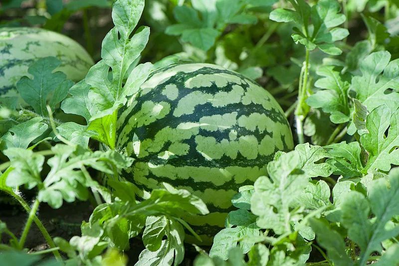 转给家人！三伏天太热？吃这几种水果，解暑又健康