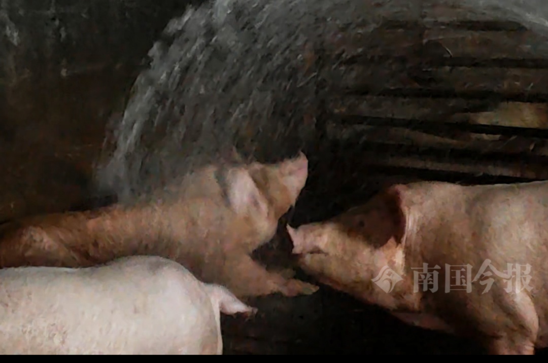 广西一养猪场猪粪发酵毒气弥漫，5小时后上千头“二师兄”......