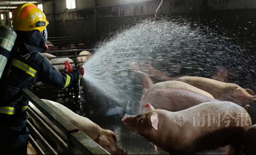 广西一养猪场猪粪发酵毒气弥漫，5小时后上千头“二师兄”......