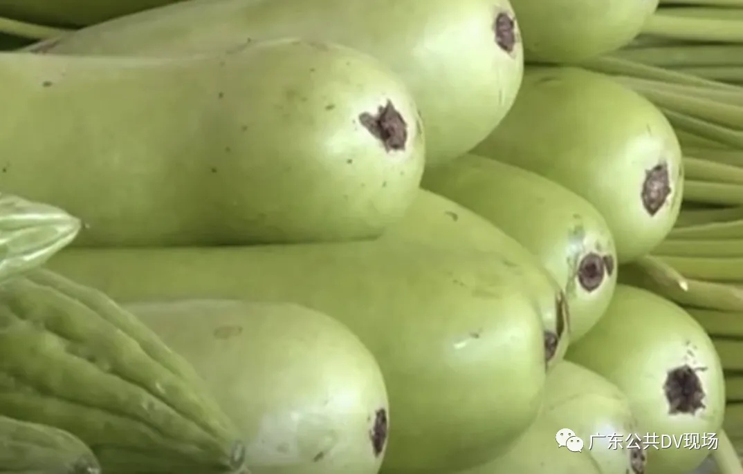 毒性堪比砒霜！一种正大量上市的瓜，一旦发苦赶紧吐掉