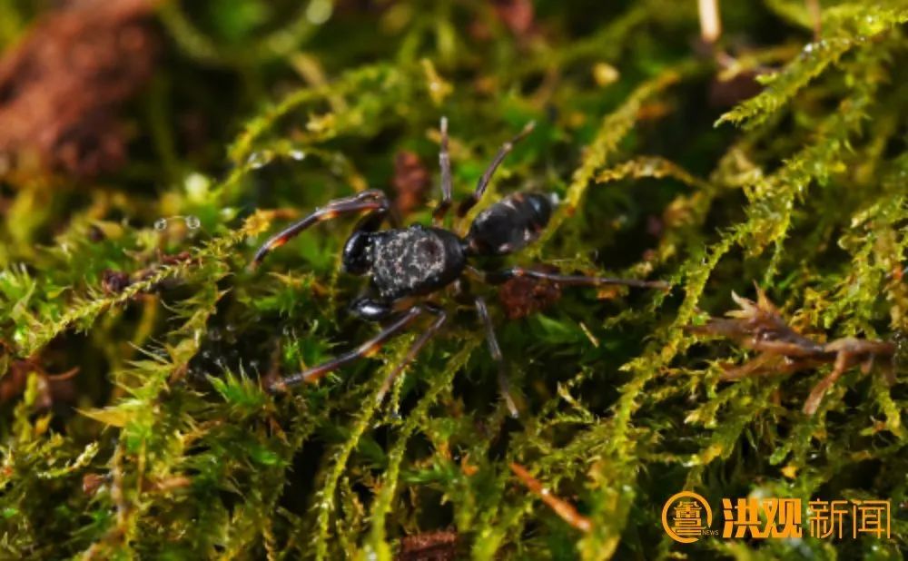 江西发现全球新物种 江西发现全球新物种