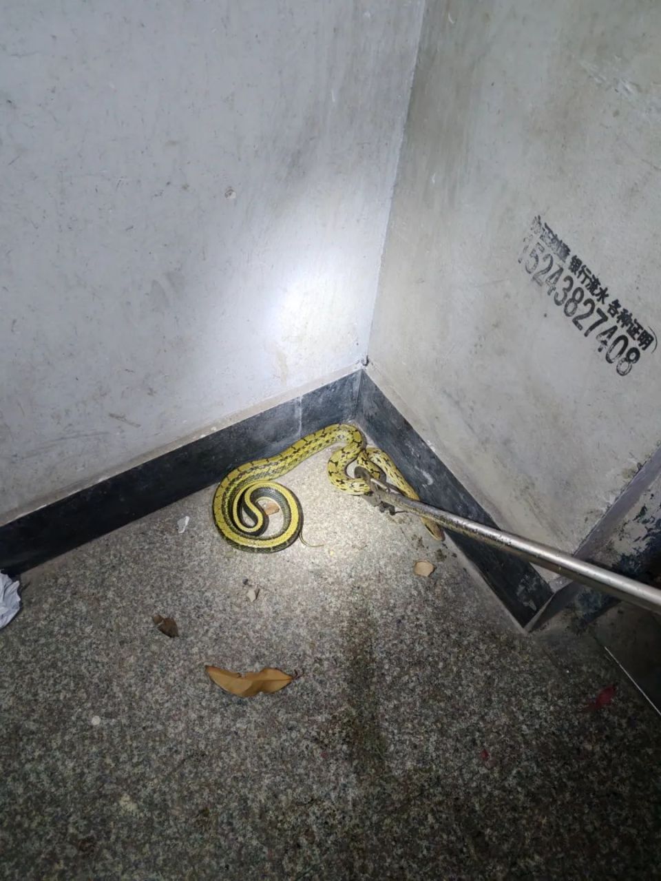 剧毒！杭州男子菜地里一回瞥，差点吓懵：1.5米，手臂般粗！汗毛直立