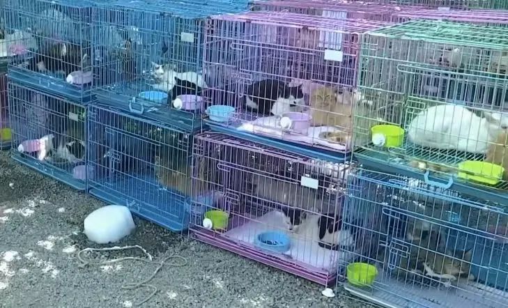 江苏两地警方拦截违规运猫车，救下900多只猫咪！不少出现脱水、骨折等情况