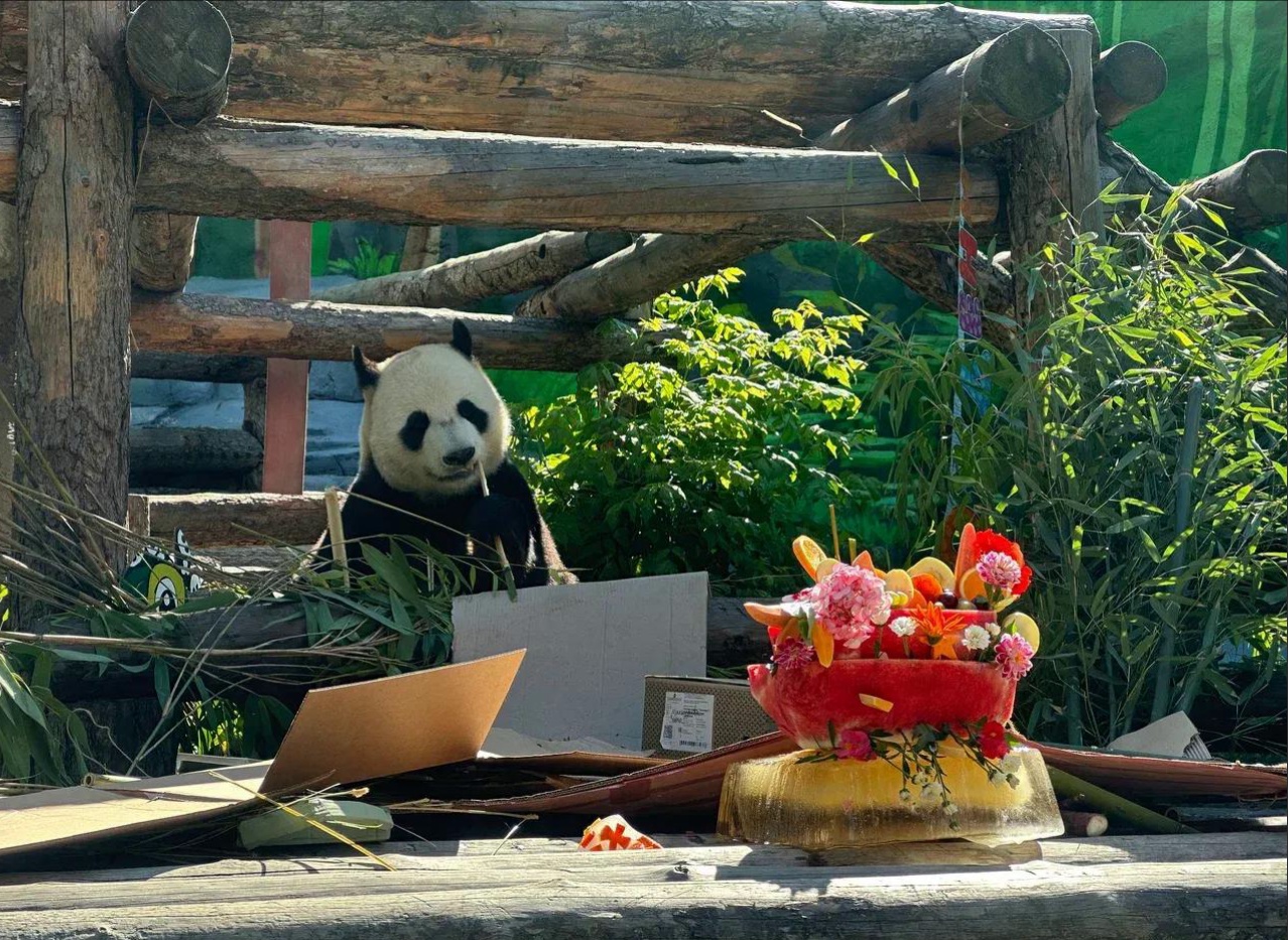 为“喀秋莎”的父母庆生 莫斯科动物园将启动年度“熊猫周” 为“喀秋莎”的父母庆生 莫斯科动物园将启动年度“熊猫周”